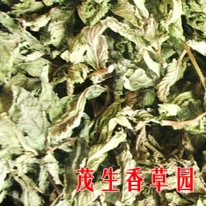 探索最新香草魅力與用途，最新香草版本概覽