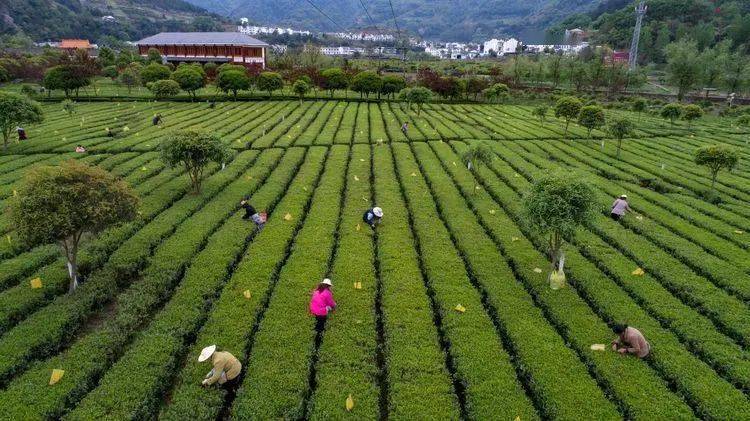 平利縣農業農村局最新戰略規劃揭秘，推動農業現代化與農村振興的新篇章