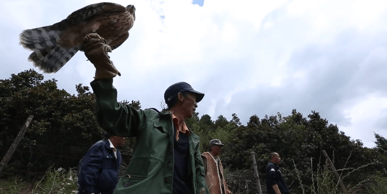 最新鷹抓野雞技巧與觀察指南