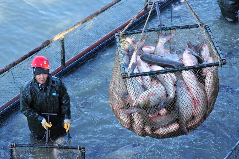 革新捕魚業，最新高效捕魚網技術引領新篇章