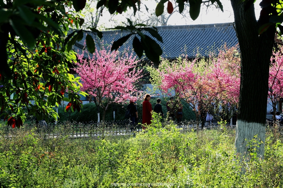 村色滿園新貌，鄉村振興繪就嶄新畫卷